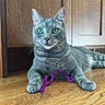 cat, gray_cat, tabby, green_eyes, pet, indoor, wood_floor, wood_cabinet, playful, pipe_cleaner, feline, animal, paw, whiskers, relaxed, close_up, domestic_cat, cute, curious, home