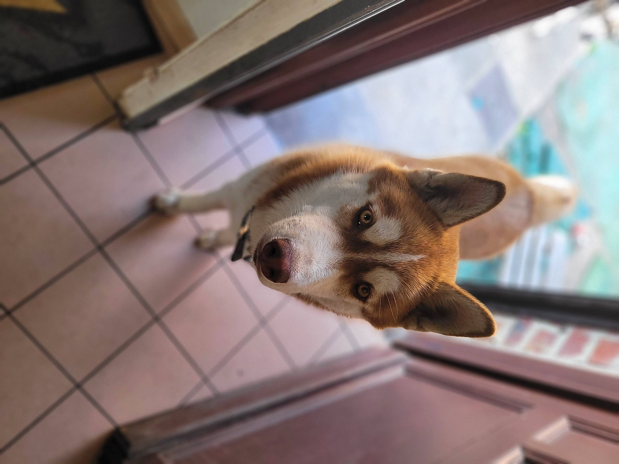 T-rex a rejoint le concours — aidez-le/la à gagner de superbes lots ! carnivore, companion_dog, dog, dog_breed, domestic_short_haired_cat, fawn, felidae, flooring, fur, mustelidae, paw, small_to_medium_sized_cats, snout, sporting_group, tail, tile_flooring, whiskers, wildlife, window, wood