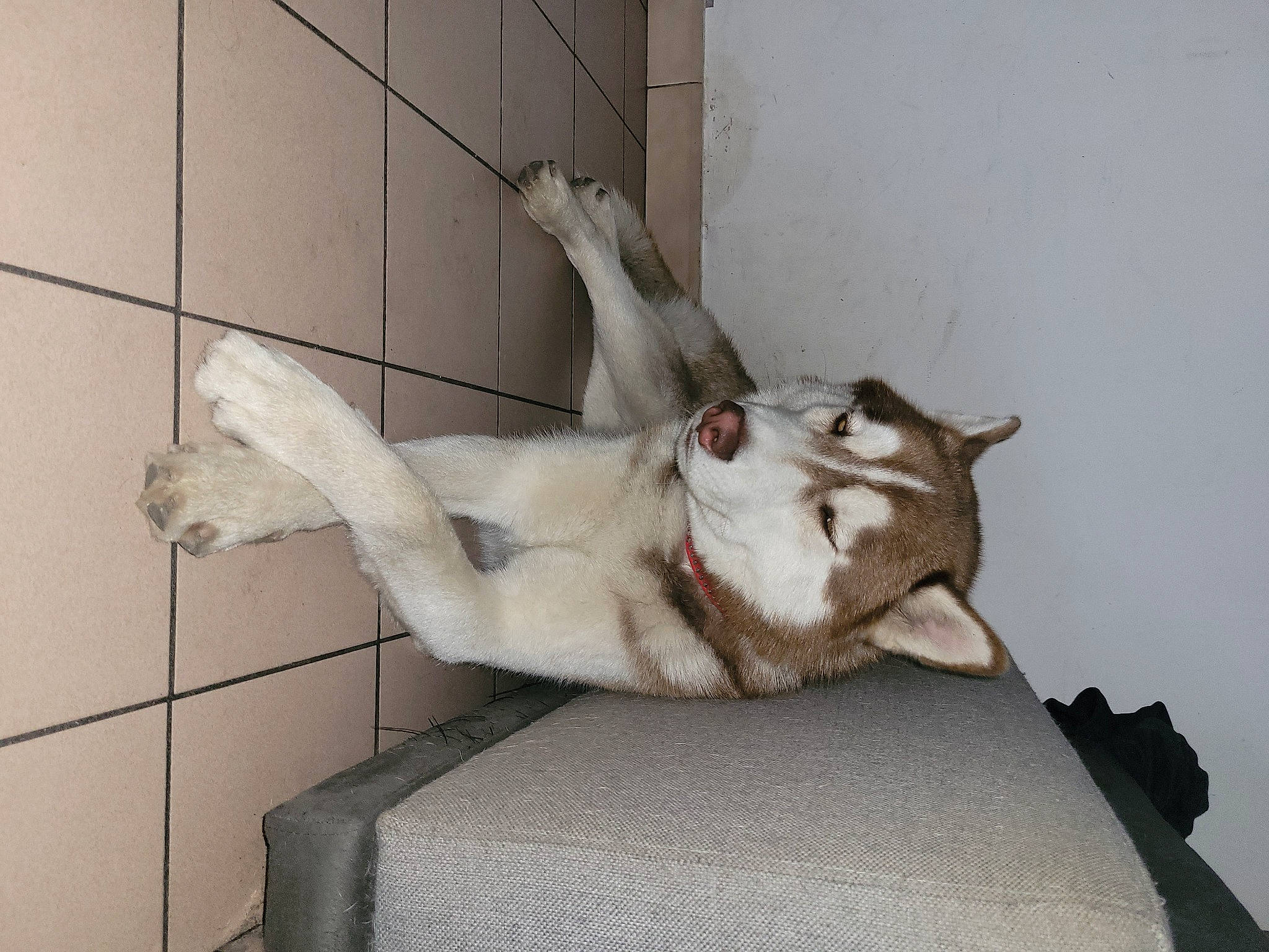 T-rex participe au concours pour gagner de l'argent avec cette photo : canidae, carnivore, comfort, companion_dog, couch, dog, dog_breed, domestic_short_haired_cat, fawn, felidae, fur, grey, paw, plant, small_to_medium_sized_cats, snout, sporting_group, tail, whiskers, window