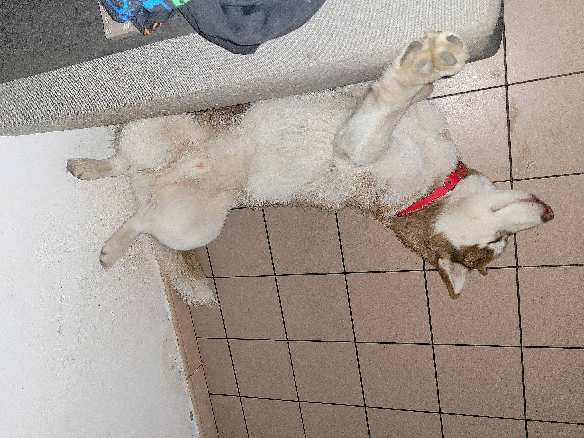 T-rex participe au concours pour gagner de l'argent avec cette photo : canidae, carnivore, companion_dog, dog, dog_breed, fawn, flooring, foot, fur, non_sporting_group, paw, sporting_group, tail, working_animal