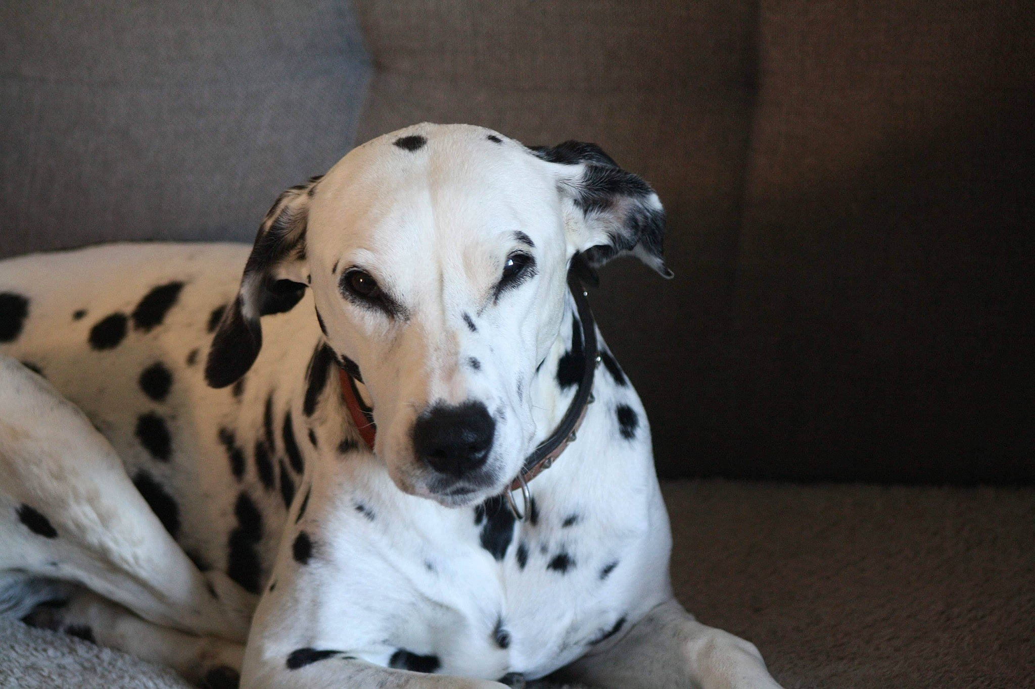 Désirée participe au concours pour gagner de l'argent avec cette photo : canidae, carnivore, collar, companion_dog, dalmatian, dog, dog_breed, dog_collar, fawn, non_sporting_group, pet_supply, snout, sporting_group, terrestrial_animal, whiskers, working_animal