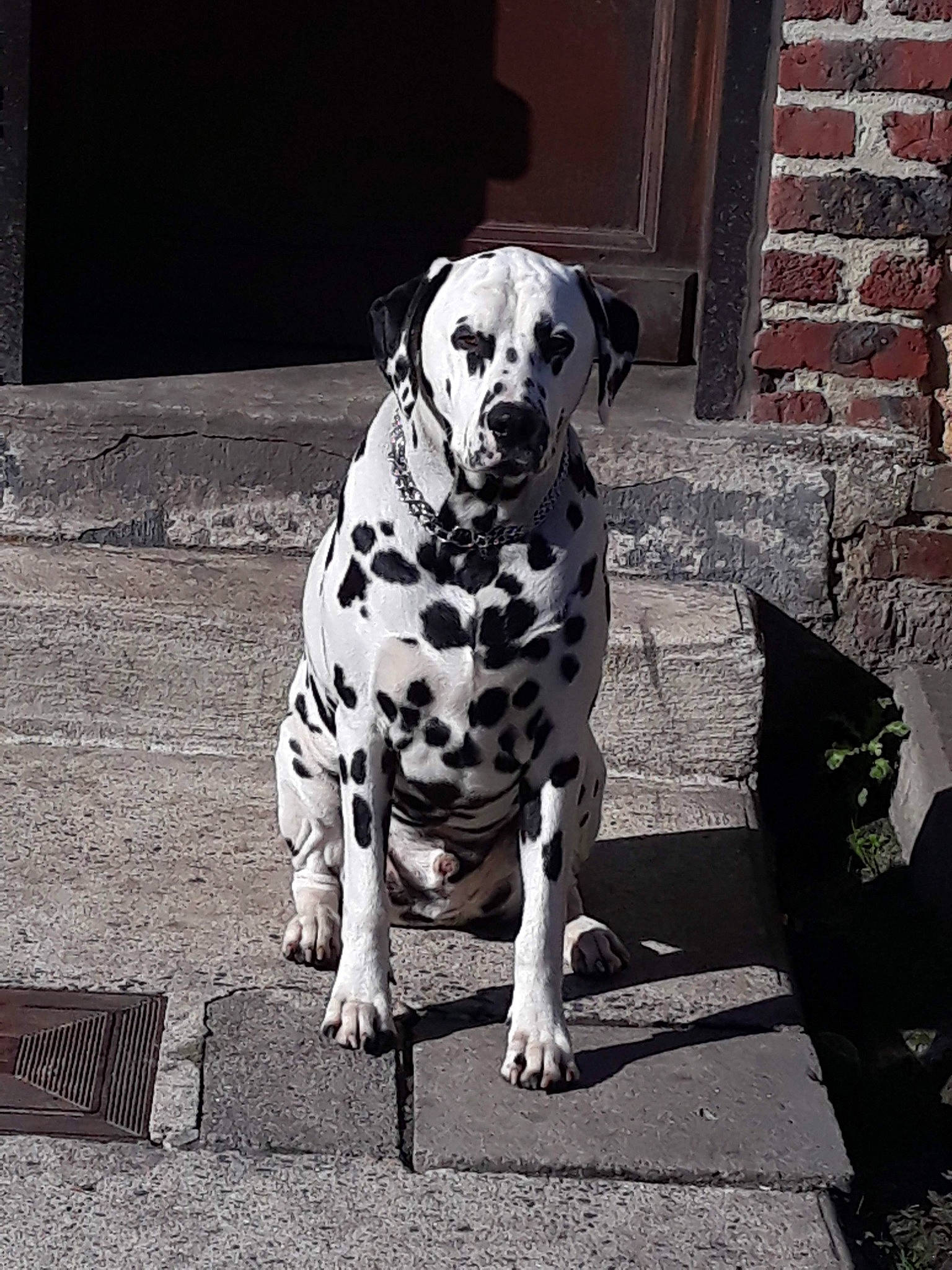 Natsu a rejoint le concours — aidez-le/la à gagner de superbes lots ! black_and_white, canidae, carnivore, companion_dog, dalmatian, dog, dog_breed, dog_supply, fawn, head, mammal, monochrome, monochrome_photography, pet_supply, road_surface, snout, sporting_group, style, vertebrate, working_animal