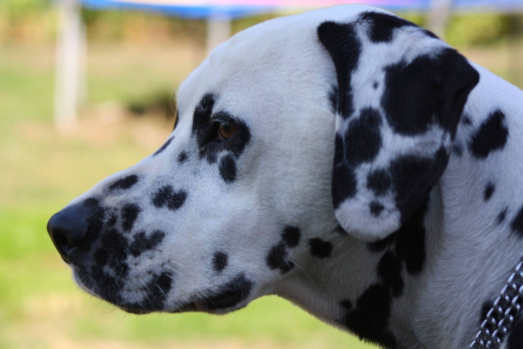 Natsu participe au concours pour gagner de l'argent avec cette photo : canidae, carnivore, close_up, companion_dog, dalmatian, dog, dog_breed, eye, fawn, fur, grass, head, pattern, plant, snout, sporting_group, terrestrial_animal, whiskers, wildlife, working_animal