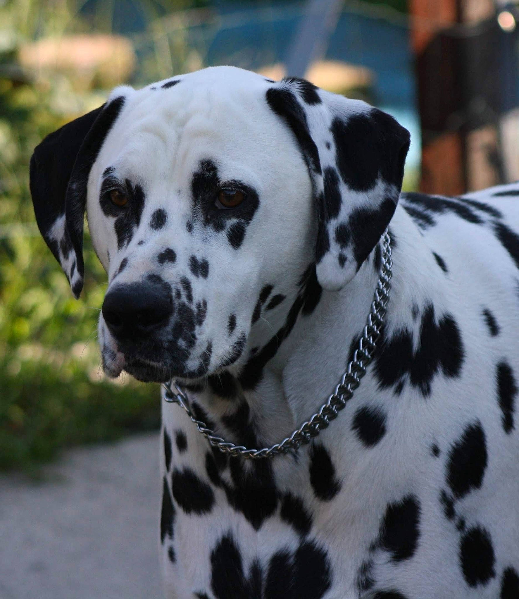 Natsu a rejoint le concours — aidez-le/la à gagner de superbes lots ! canidae, carnivore, collar, companion_dog, dalmatian, dog, dog_breed, fawn, grass, non_sporting_group, pet_supply, snout, sporting_group, terrestrial_animal, whiskers, white, working_animal