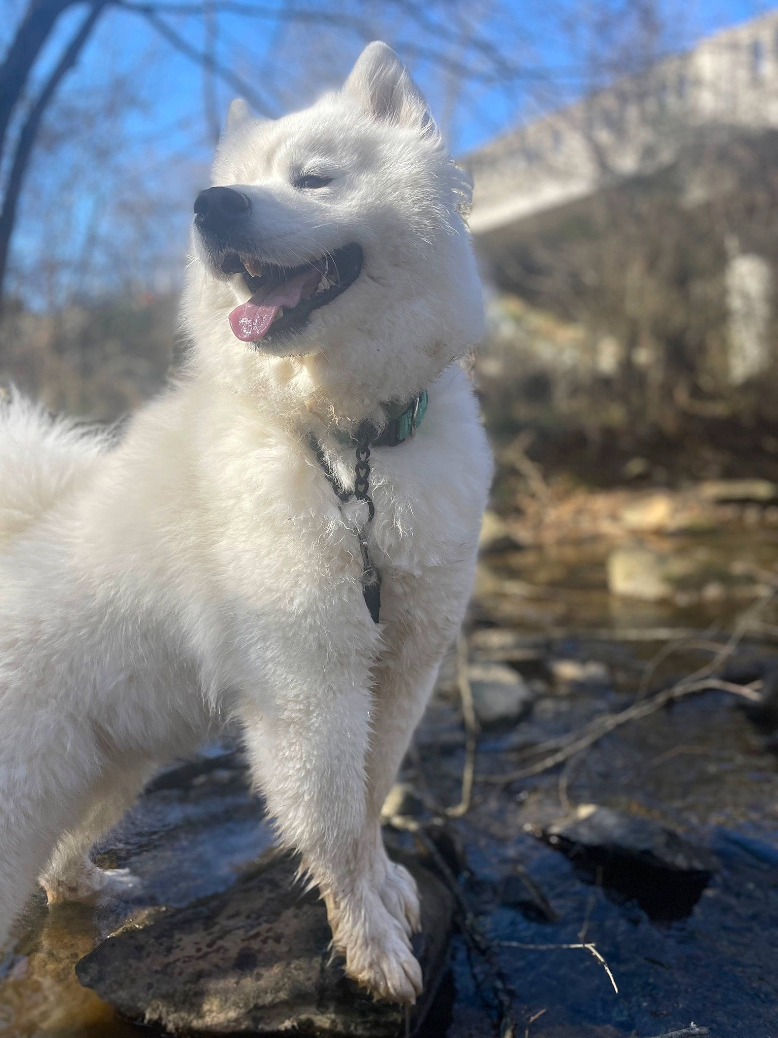 Mavis joined the competition — help win amazing prizes! canidae, carnivore, collar, companion_dog, dog, dog_breed, fang, freezing, fur, non_sporting_group, sky, snout, sporting_group, tail, tree, winter, working_animal