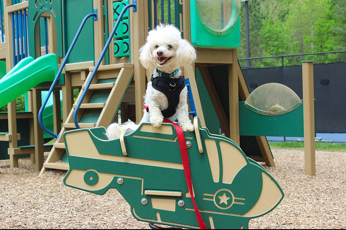 Peaches joined the competition — help win amazing prizes! carnivore, city, companion_dog, dog, dog_breed, dog_supply, fawn, fun, grass, green, leisure, outdoor_furniture, outdoor_play_equipment, pet_supply, playground, playground_slide, recreation, sporting_group, toy_dog, tree