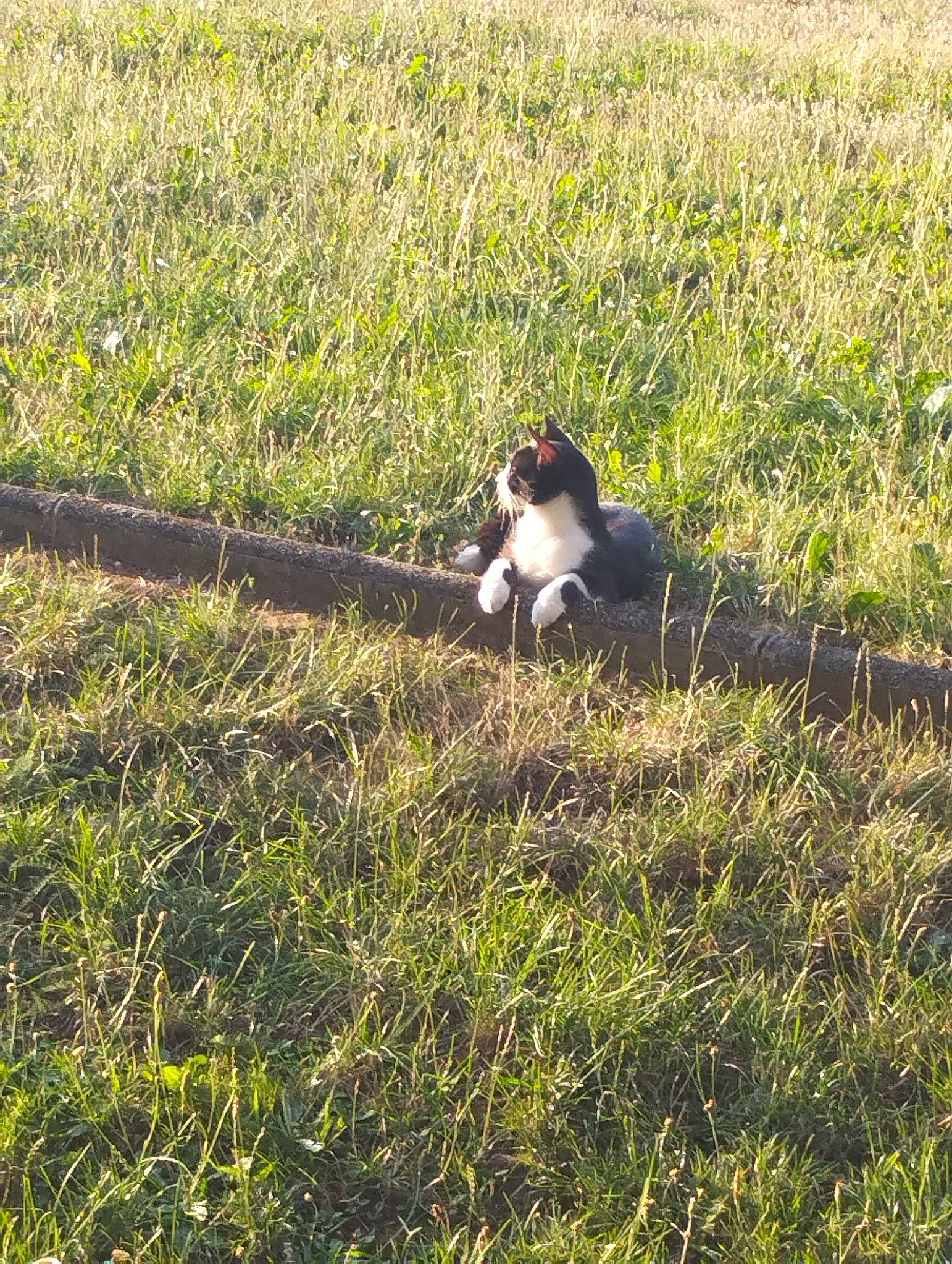 Pipi participe au concours pour gagner de l'argent avec cette photo : beak, field, grass, grassland, groundcover, landscape, natural_landscape, pasture, people_in_nature, plant, prairie, shadow, sitting, soil, steppe, tail, terrestrial_animal, wildlife