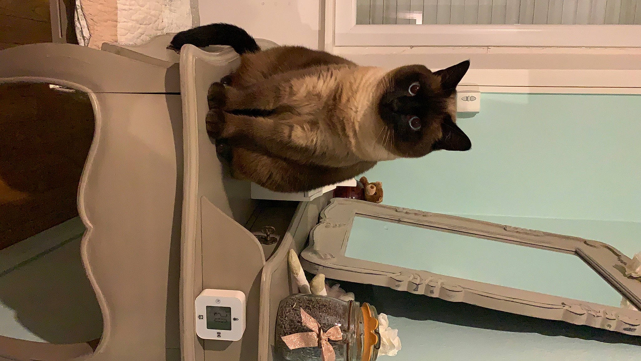 Biafine a rejoint le concours — aidez-le/la à gagner de superbes lots ! automotive_exterior, automotive_lighting, automotive_mirror, balinese, bumper, carnivore, cat, domestic_short_haired_cat, fawn, felidae, hood, motor_vehicle, siamese, small_to_medium_sized_cats, snout, tail, thai, vehicle, vehicle_door, whiskers