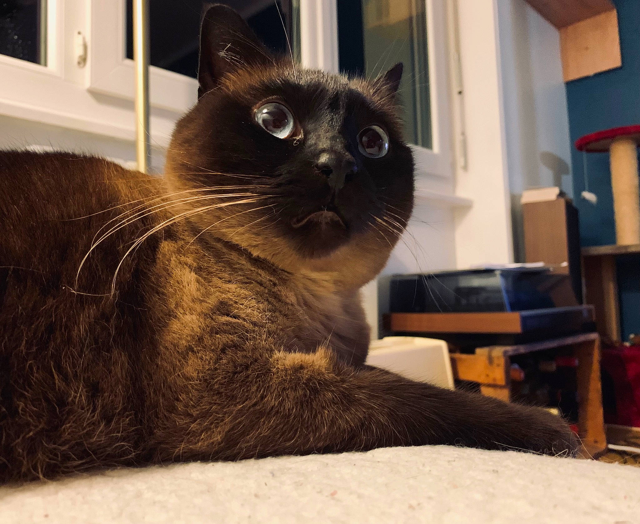 Biafine participe au concours pour gagner de l'argent avec cette photo : balinese, carnivore, cat, comfort, domestic_short_haired_cat, eye, fawn, felidae, flooring, fur, iris, room, siamese, small_to_medium_sized_cats, snout, tail, thai, whiskers, window, wood