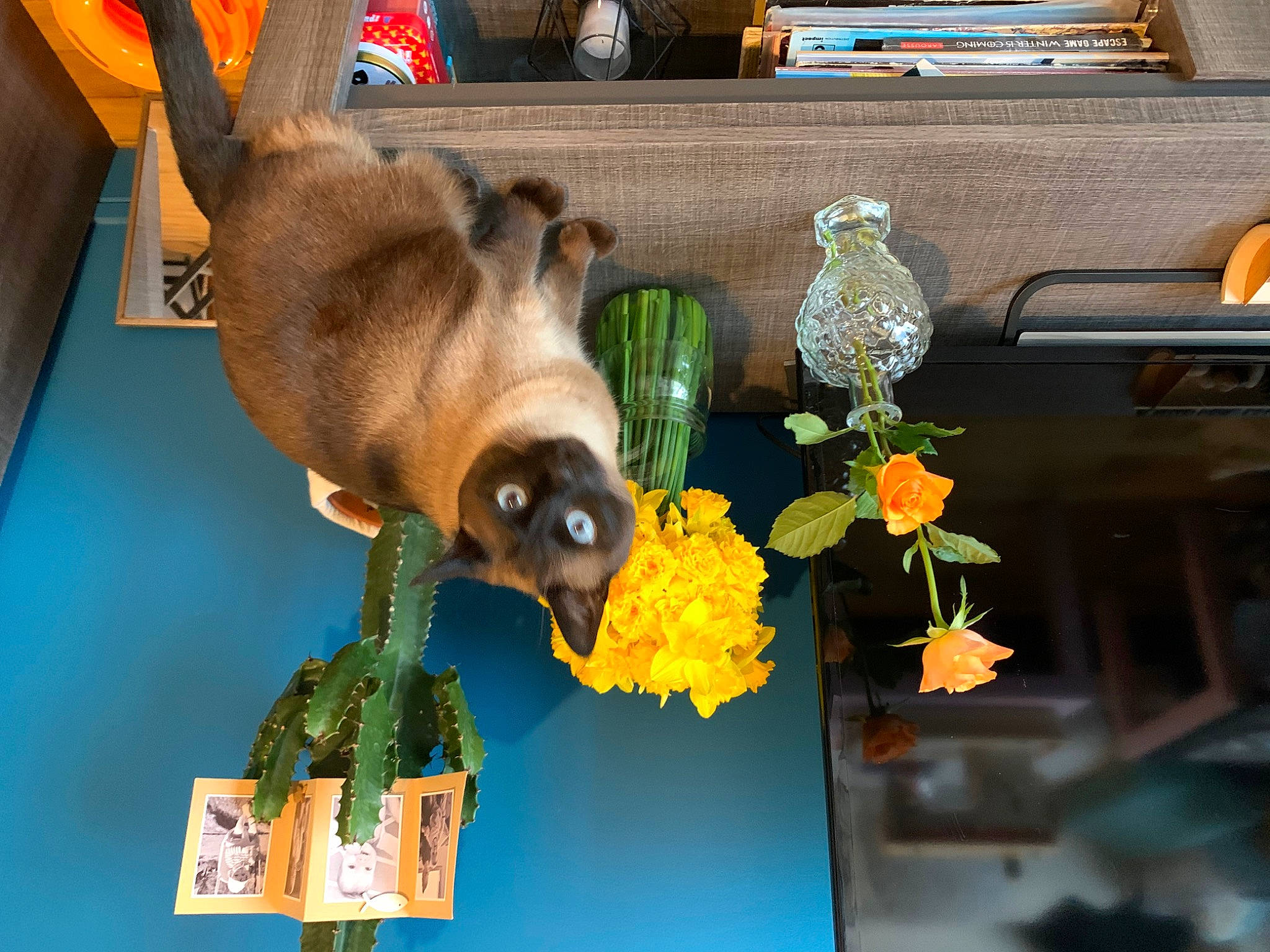 Biafine a rejoint le concours — aidez-le/la à gagner de superbes lots ! artificial_flower, bat, fawn, flower, flower_arranging, fruit, fur, houseplant, organism, photography, plant, room, snapshot, still_life_photography, sunflower, toy