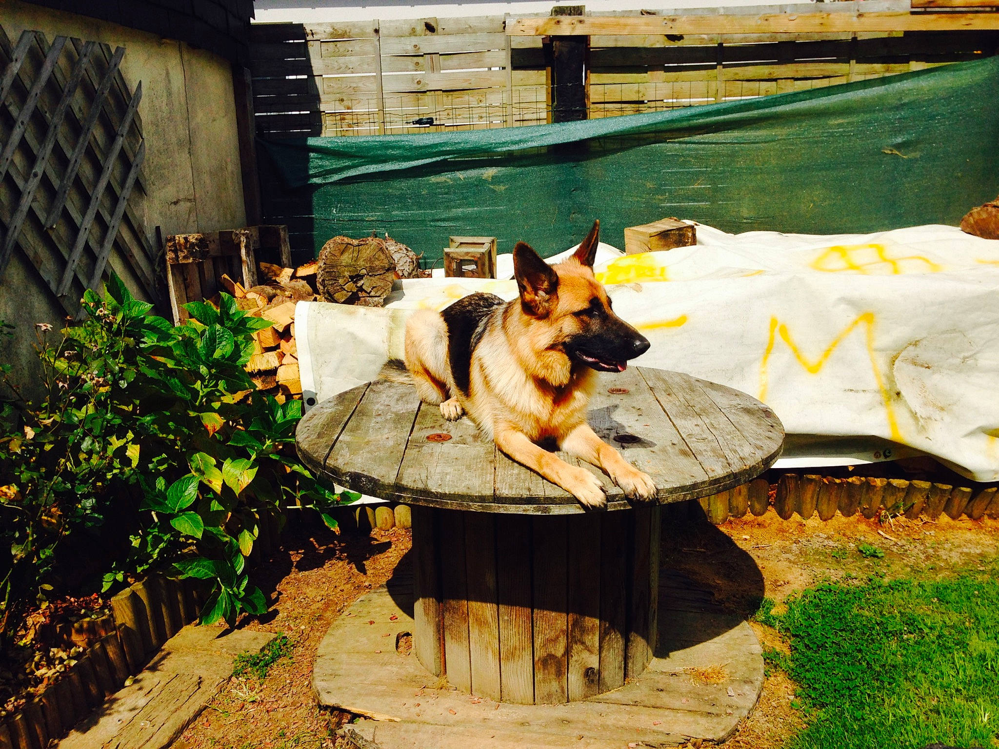 Isy a rejoint le concours — aidez-le/la à gagner de superbes lots ! canidae, carnivore, companion_dog, dog, dog_breed, dog_supply, fawn, flagstone, flooring, flower, grass, herding_dog, home, landscaping, leisure, outdoor_furniture, plant, sitting, sporting_group, wood