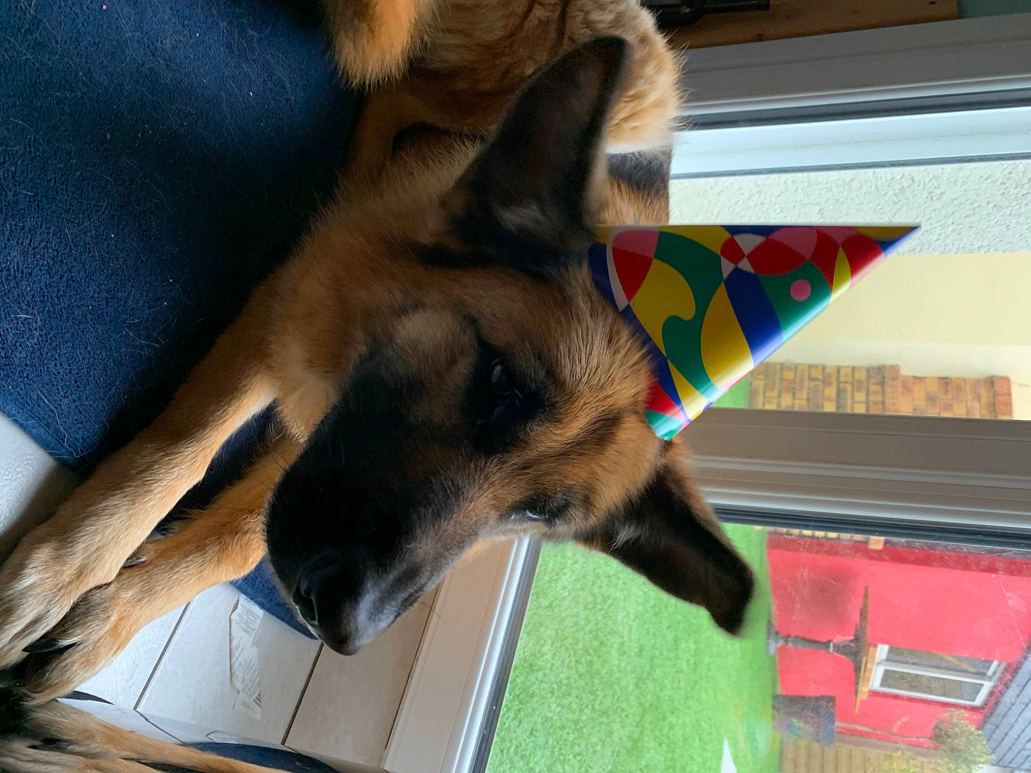 Isy participe au concours pour gagner de l'argent avec cette photo : canidae, carnivore, companion_dog, dog, dog_breed, dog_supply, east_european_shepherd, fawn, fur, german_shepherd_dog, herding_dog, king_shepherd, old_german_shepherd_dog, paw, pet_supply, snout, sporting_group, whiskers, working_animal, working_dog