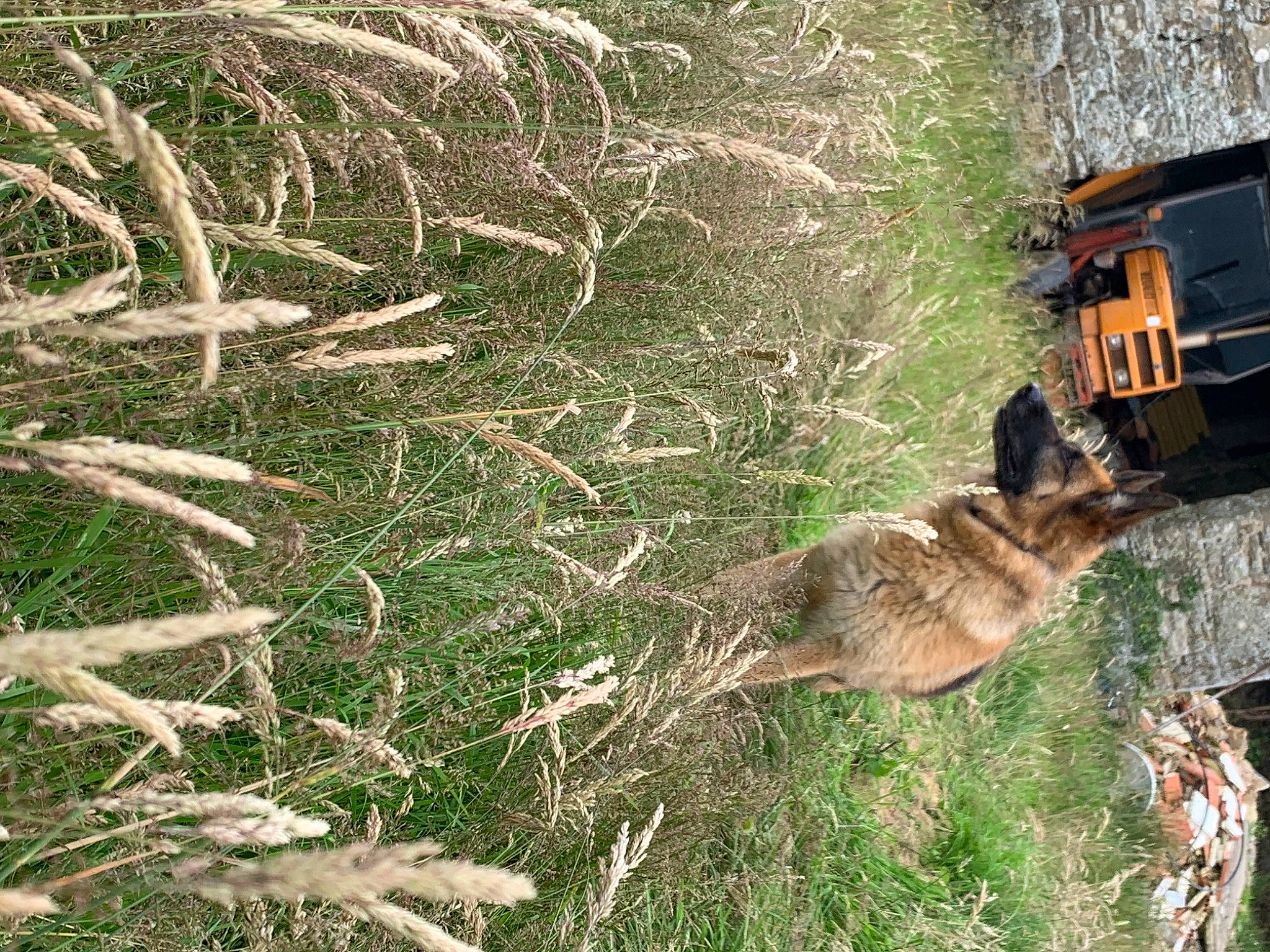 Isy participe au concours pour gagner de l'argent avec cette photo : automotive_exterior, biome, canidae, carnivore, dog, dog_breed, felidae, grass, grass_family, plant, soil, sporting_group, tail, terrestrial_animal, tree, trunk, twig, vegetation, vehicle, wood
