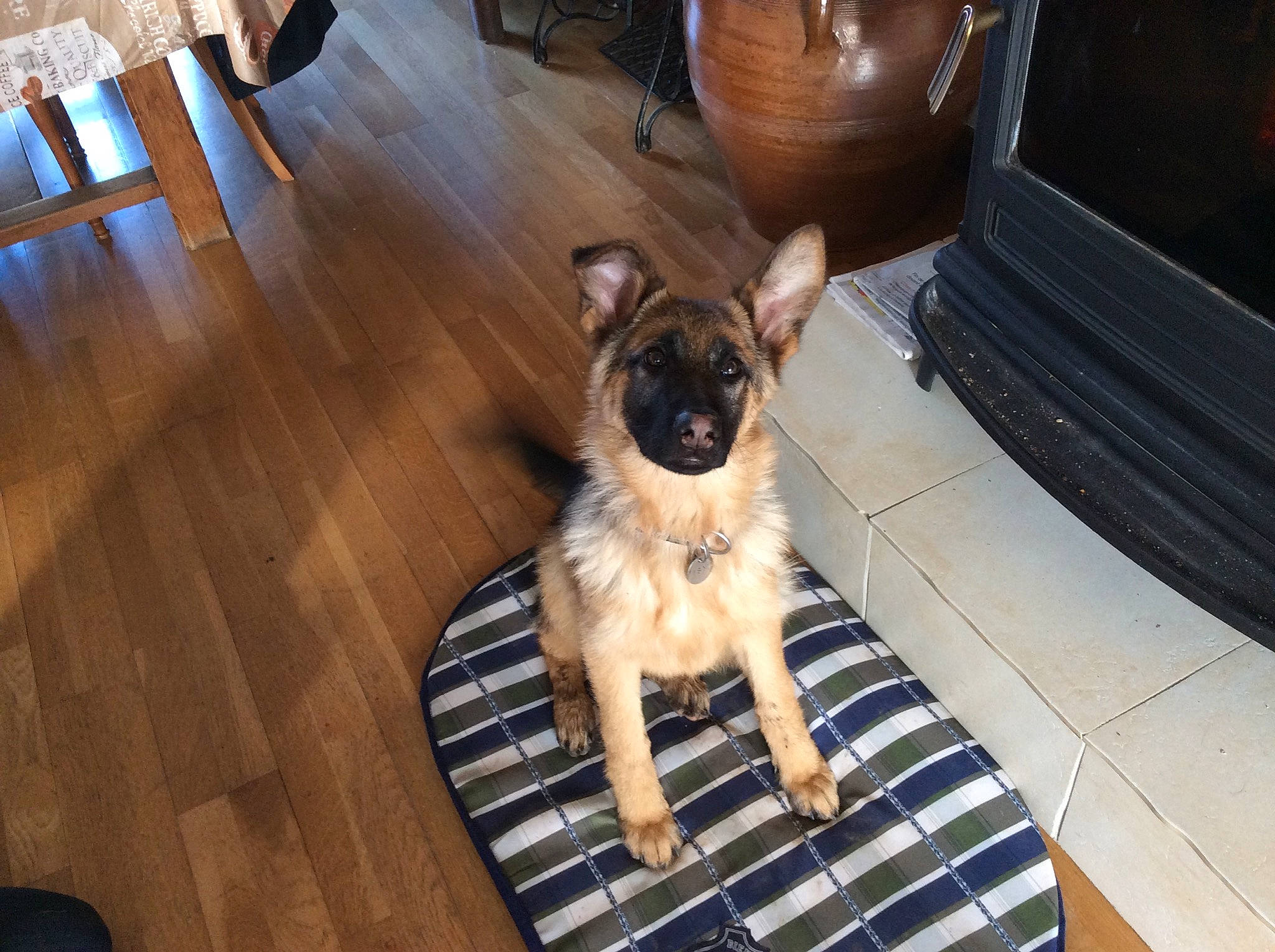 Isy participe au concours pour gagner de l'argent avec cette photo : carnivore, companion_dog, dog, dog_breed, fawn, floor, flooring, fur, hardwood, liver, paw, plank, snout, tail, toy_dog, varnish, wood, wood_flooring, wood_stain, working_animal