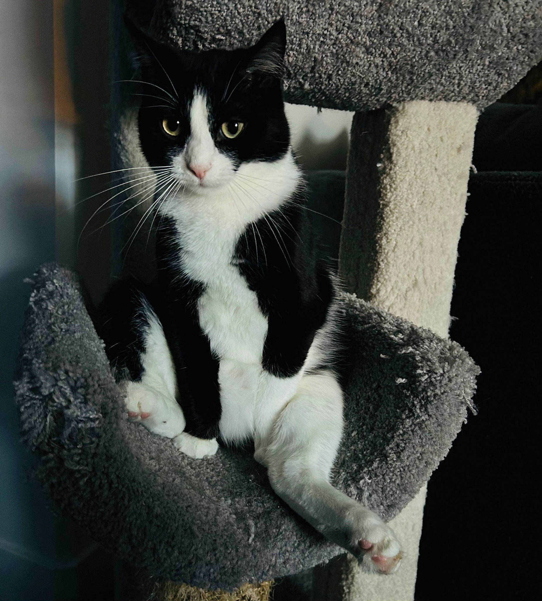 Philomena is registered to the contest to win money with this photo: carnivore, cat, comfort, domestic_short_haired_cat, eye, felidae, fur, grey, head, human_body, human_leg, monochrome_photography, paw, small_to_medium_sized_cats, snout, tail, tints_and_shades, tree, whiskers, window