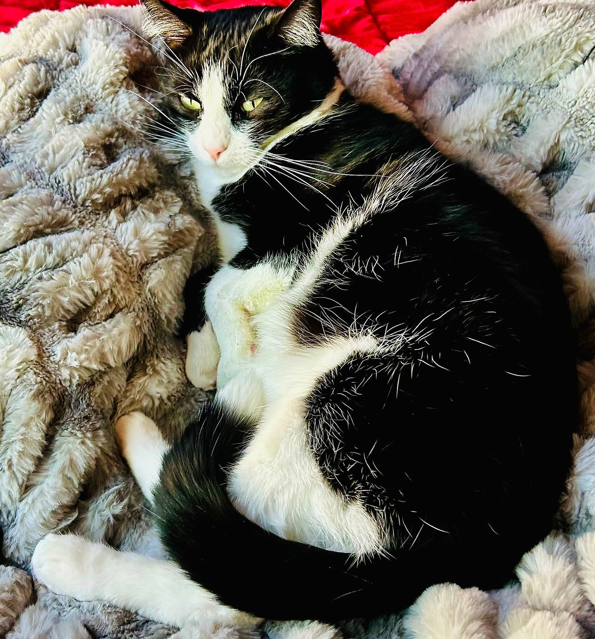 Philomena is registered to the contest to win money with this photo: carnivore, cat, claw, comfort, domestic_short_haired_cat, felidae, foot, fur, grass, paw, photography, plant, small_to_medium_sized_cats, snout, tail, tree, whiskers