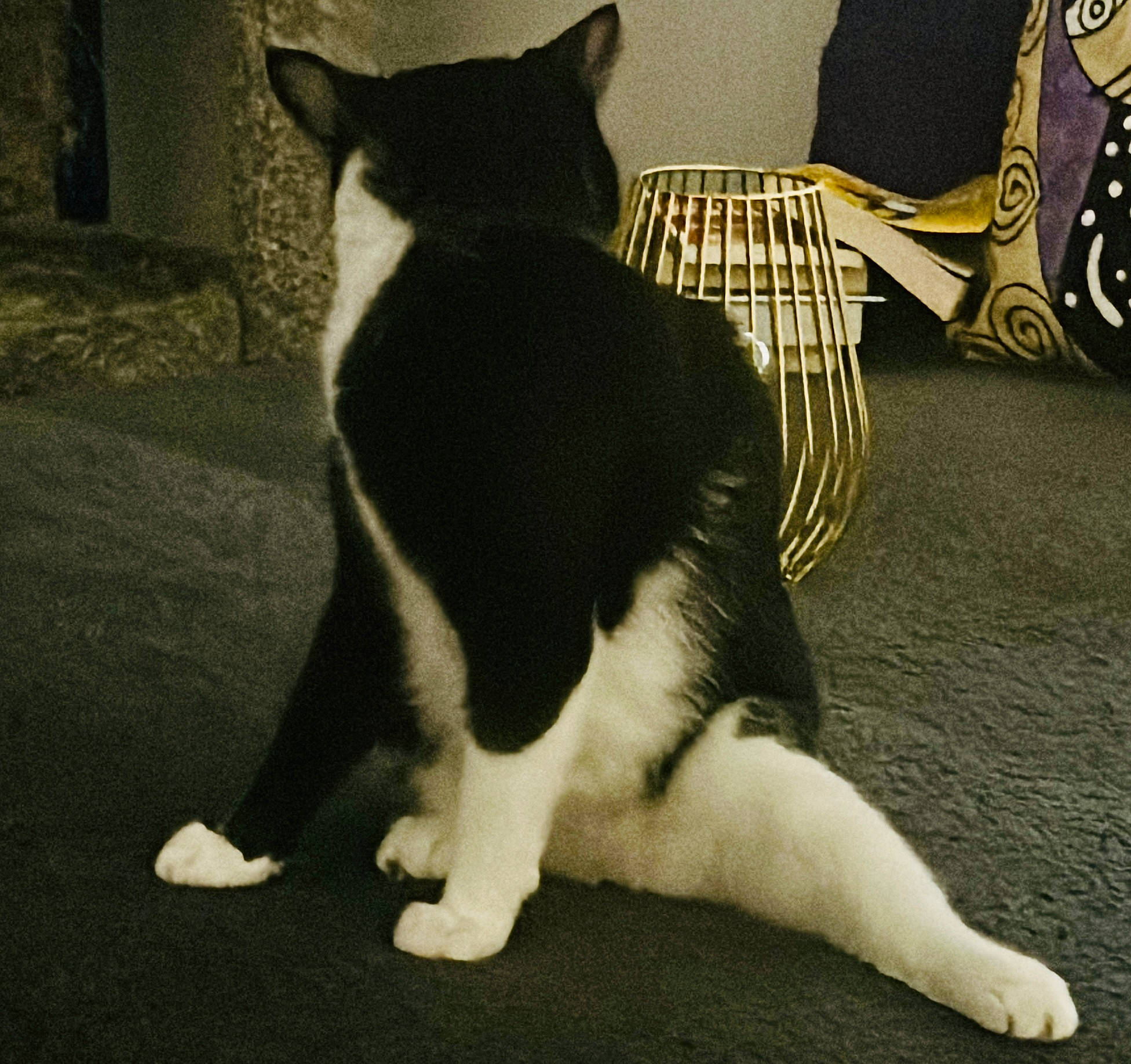 Philomena is registered to the contest to win money with this photo: black, carnivore, cat, dog_breed, domestic_short_haired_cat, eye, felidae, flooring, foot, fur, human_body, human_leg, mammal, paw, small_to_medium_sized_cats, snout, tail, tints_and_shades, vertebrate, whiskers