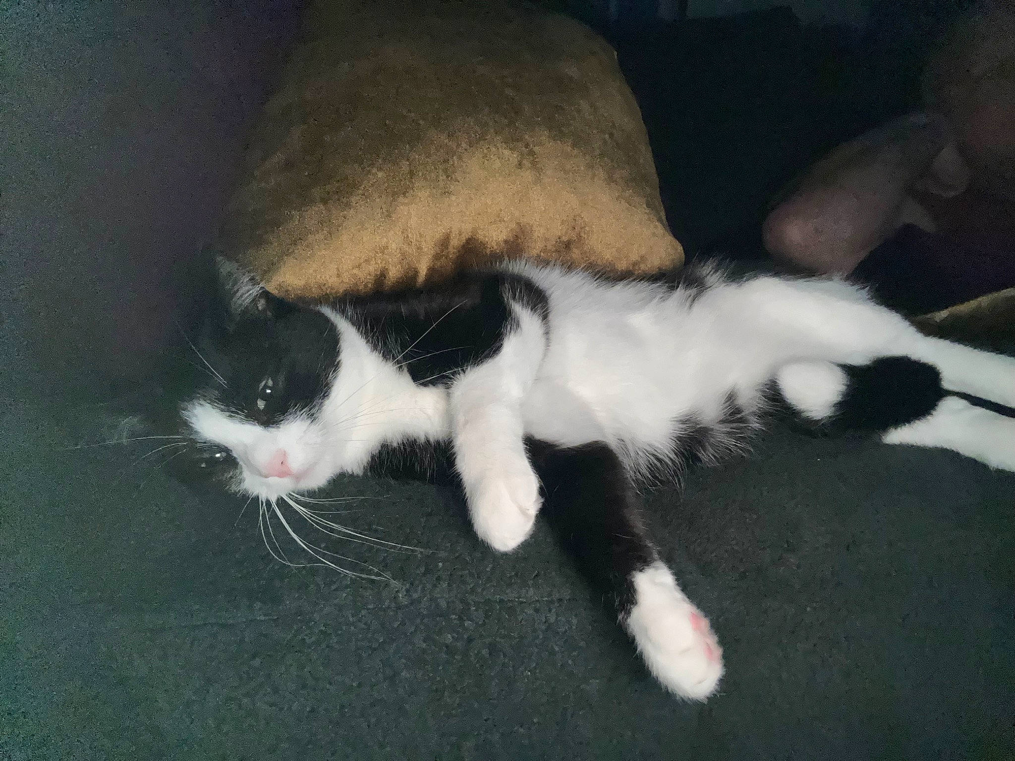 Philomena joined the competition — help win amazing prizes! carnivore, cat, claw, comfort, domestic_short_haired_cat, eye, felidae, fur, paw, small_to_medium_sized_cats, snout, tail, whiskers