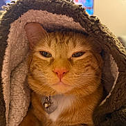 Auggie joined the competition — help win amazing prizes! cat, orange_tabby, blanket, cozy, indoor, pet, feline, collar, bell, fur, closeup, face, whiskers, nostrils, ears, relaxed, warm, comfort, home, resting