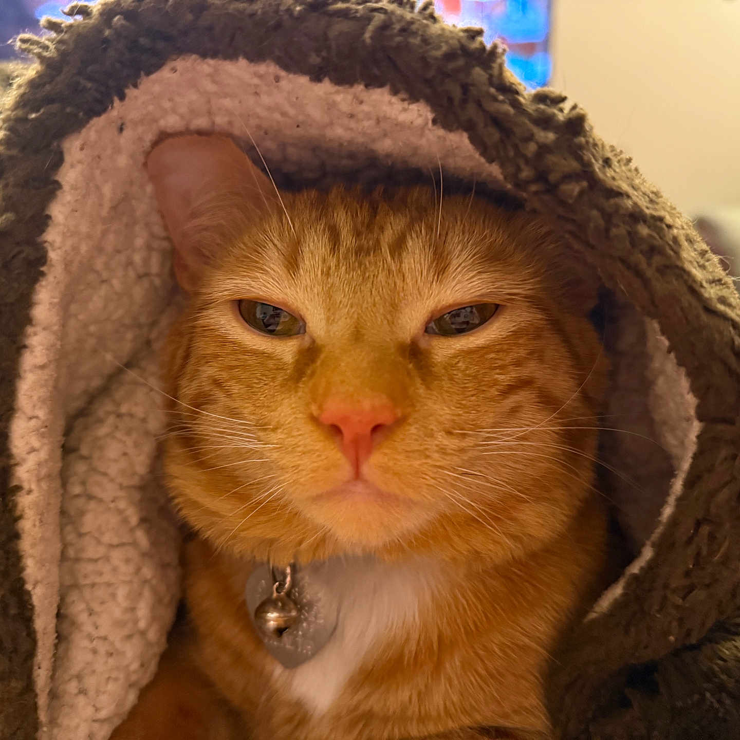 Auggie joined the competition — help win amazing prizes! cat, orange_tabby, blanket, cozy, indoor, pet, feline, collar, bell, fur, closeup, face, whiskers, nostrils, ears, relaxed, warm, comfort, home, resting
