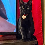 Pudge is registered to the contest to win money with this photo: cat, black_cat, heart_tag, table, wooden_table, red_background, television, indoor, pet, animal, feline, sitting, portrait, bright_eyes, shiny_coat, collar, close_up, domestic_cat, household, still_life