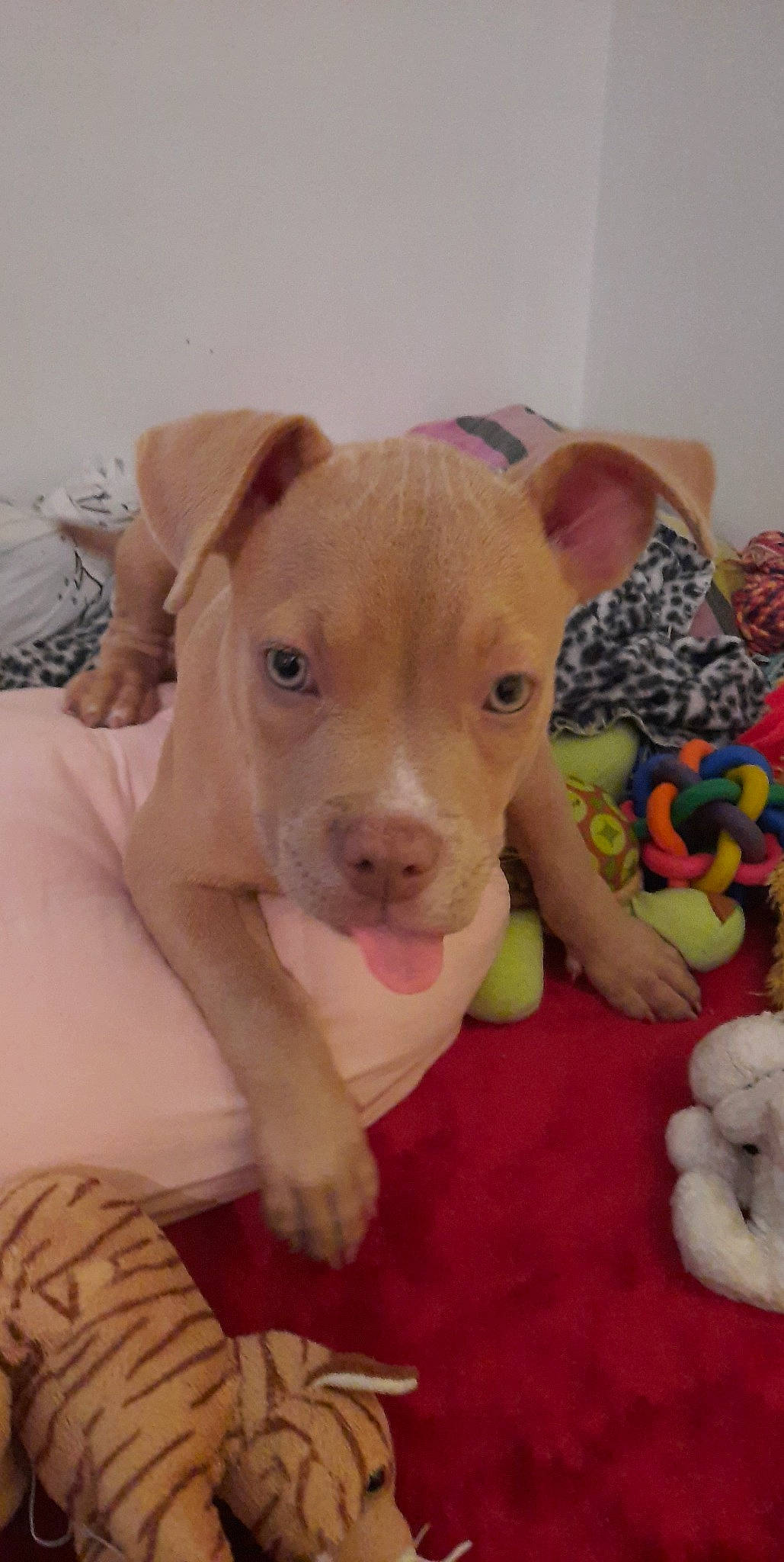 Atika a rejoint le concours — aidez-le/la à gagner de superbes lots ! american_pit_bull_terrier, american_staffordshire_terrier, canidae, carnivore, dog, dog_breed, fawn, mammal, non_sporting_group, nose, old_english_terrier, pit_bull, puppy, rare_breed_dog, snout, vertebrate