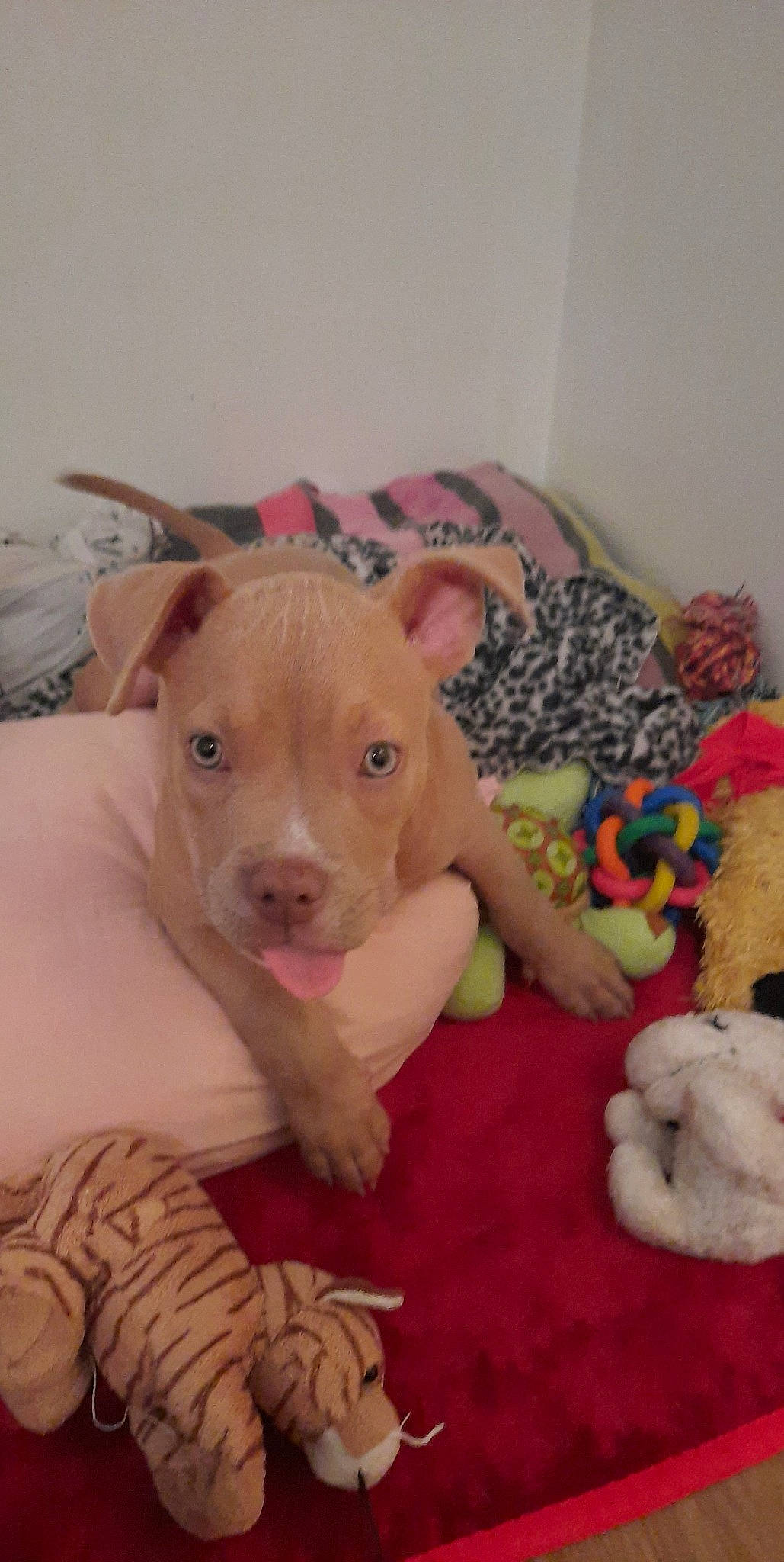 Atika a rejoint le concours — aidez-le/la à gagner de superbes lots ! american_pit_bull_terrier, american_staffordshire_terrier, canidae, carnivore, dog, dog_breed, fawn, mammal, non_sporting_group, pit_bull, puppy, snout, vertebrate