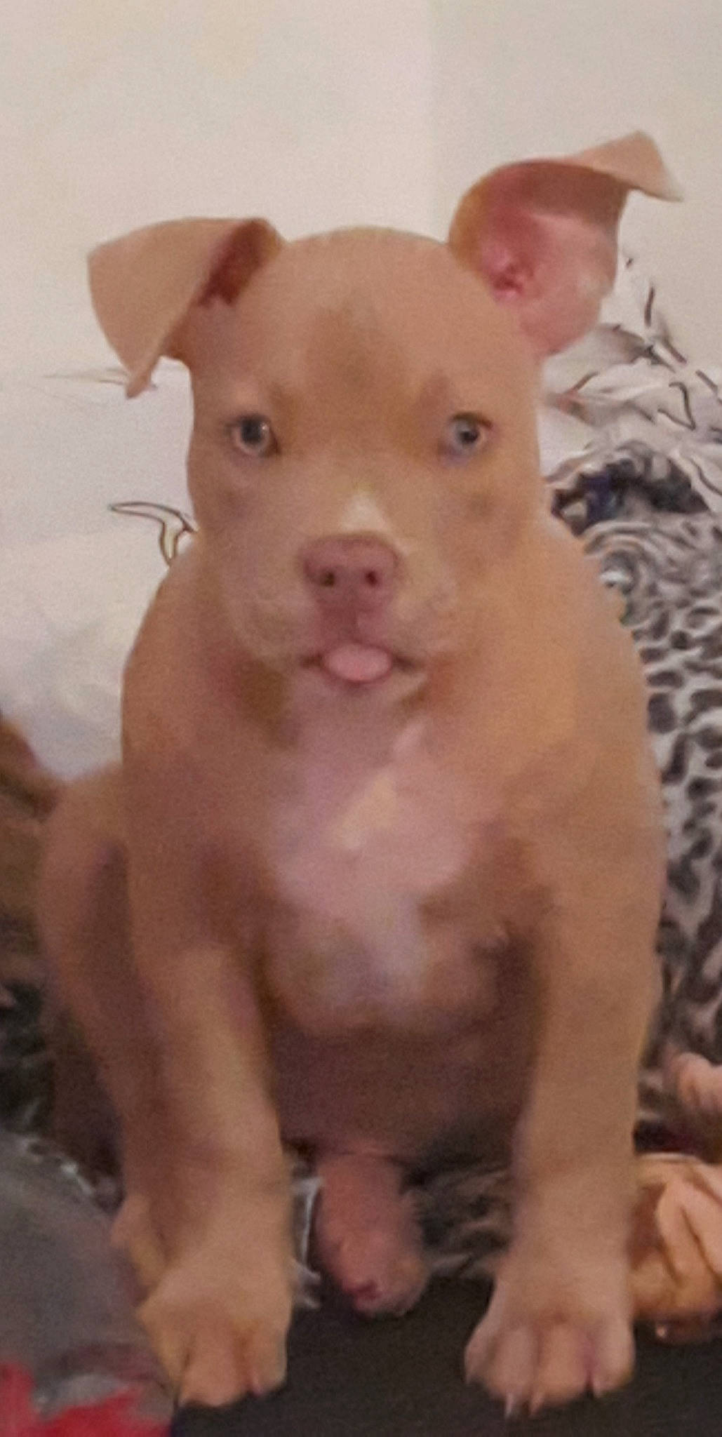 Atika a rejoint le concours — aidez-le/la à gagner de superbes lots ! american_pit_bull_terrier, bull_and_terrier, canidae, carnivore, dog, dog_breed, fawn, mammal, non_sporting_group, nose, old_english_terrier, pit_bull, puppy, rare_breed_dog, snout, vertebrate