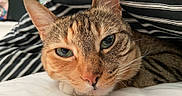 Piper joined the competition — help win amazing prizes! bed, cat, close_up, companion, cozy, cute, domestic_animal, ears, feline, fur, green_eyes, indoor, nose, pet, relaxed, resting, sleepy, striped_blanket, tabby, whiskers