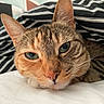 bed, cat, close_up, companion, cozy, cute, domestic_animal, ears, feline, fur, green_eyes, indoor, nose, pet, relaxed, resting, sleepy, striped_blanket, tabby, whiskers