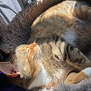Piper is registered to the contest to win money with this photo: animal, cat, closeup, comfort, cozy, cute, feline, fur, indoor, nap, pet_bed, relaxing, resting, shadows, sleeping, soft, sunlight, tabby, whiskers, window