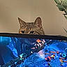 Piper joined the competition — help win amazing prizes! animal, brown_cat, cat, computer_monitor, curious, entertainment, eyes, feline, gaming, home, indoor, leisure, monitor_top, peeking, pet, plant, screen, technology, video_game, wall