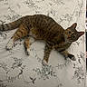Piper joined the competition — help win amazing prizes! animal, bed, bedding, cat, curious, cute, domestic, ears, feline, floral_pattern, fur, indoor, lying_down, paws, pet, relaxed, resting, striped, tabby, whiskers