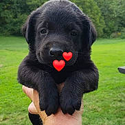 Bear joined the competition — help win amazing prizes! animal, ball, canine, dog, face, goldenretriever, grass, head, labradorretriever, lawn, person, pet, plant, puppy, sport, symbol, tennis, tennisball, tree, whitedog