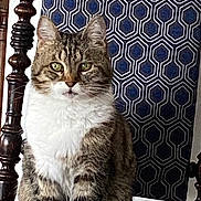 Arsouille a rejoint le concours — aidez-le/la à gagner de superbes lots ! cat, tabby, sitting, chair, patterned_chair, tapestry, indoor, feline, pet, green_eyes, fur, whiskers, portrait, looking, domestic_cat, striped, cozy, wooden_chair, household, animal