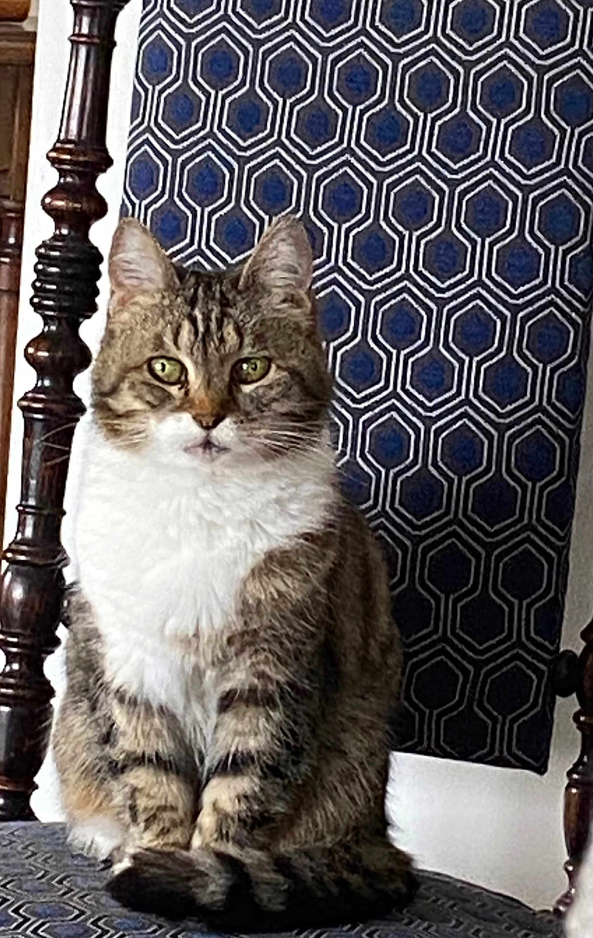 Arsouille a rejoint le concours — aidez-le/la à gagner de superbes lots ! cat, tabby, sitting, chair, patterned_chair, tapestry, indoor, feline, pet, green_eyes, fur, whiskers, portrait, looking, domestic_cat, striped, cozy, wooden_chair, household, animal
