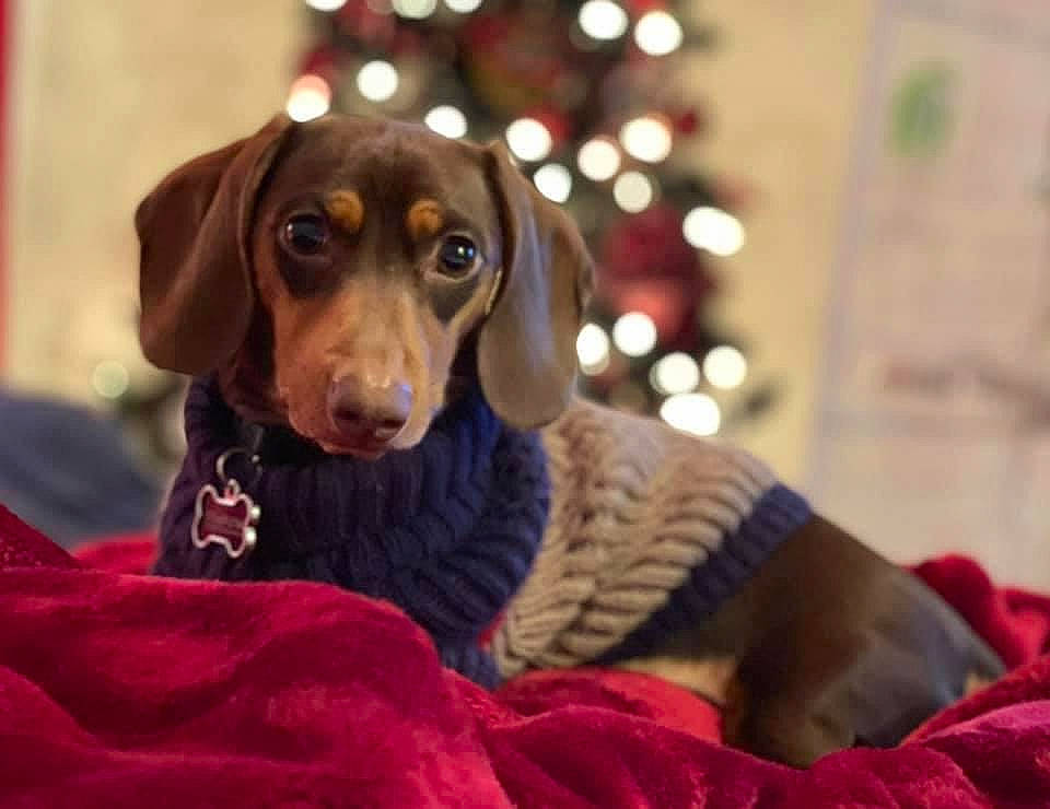 Walter is registered to the contest to win money with this photo: brown, canidae, carnivore, companion_dog, dog, dog_breed, fawn, fur, hound, liver, pointing_breed, scent_hound, snout, sporting_group, vertebrate, working_animal, working_dog