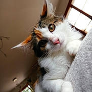 Aprilia a rejoint le concours — aidez-le/la à gagner de superbes lots ! animal, calico, cat, close_up, curious, cute, eyes, feline, fluffy, fur, indoor, kitten, paw, pet, pink_nose, portrait, relaxed, soft_surface, whiskers, young