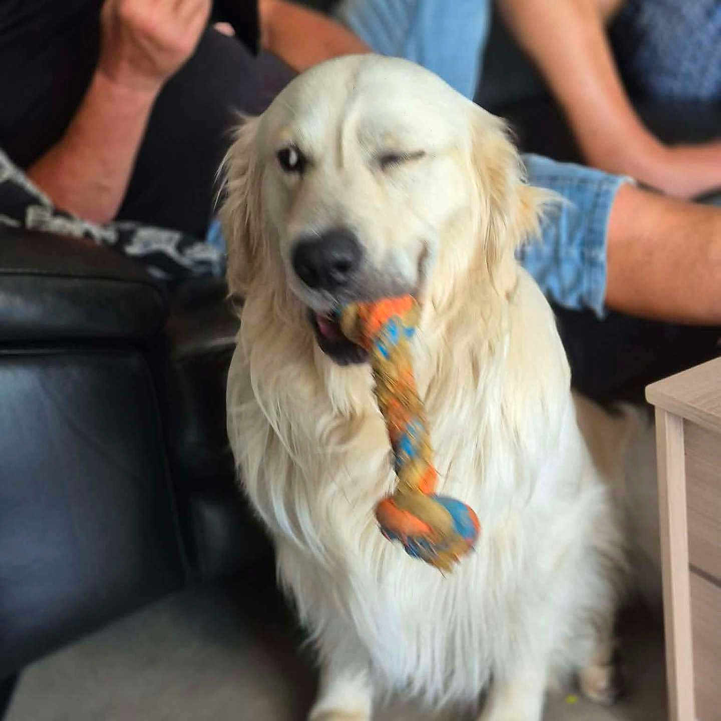 Uxo a rejoint le concours — aidez-le/la à gagner de superbes lots ! dog, golden_retriever, toy, bone, winking, indoor, person, casual, seated, furniture, carpet, living_room, relaxed, pet, playful, light, fur, animal, companion, leisure