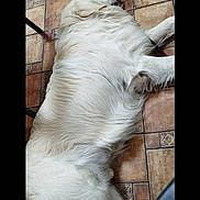 Uxo participe au concours pour gagner de l'argent avec cette photo : dog, white_dog, lying_down, sleeping, floor, tile_floor, indoor, pet, fur, canine, relaxing, resting, large_dog, domestic_animal, animal, quiet, calm, home, companion, cute