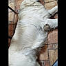 dog, white_dog, lying_down, sleeping, floor, tile_floor, indoor, pet, fur, canine, relaxing, resting, large_dog, domestic_animal, animal, quiet, calm, home, companion, cute