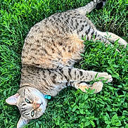 Vivian is registered to the contest to win money with this photo: cat, tabby_cat, greenery, leaves, outdoor, nature, animal, pet, fur, relaxed, lying_down, close_up, wildlife, mammal, whiskers, collar, daylight, peaceful, grass, curious