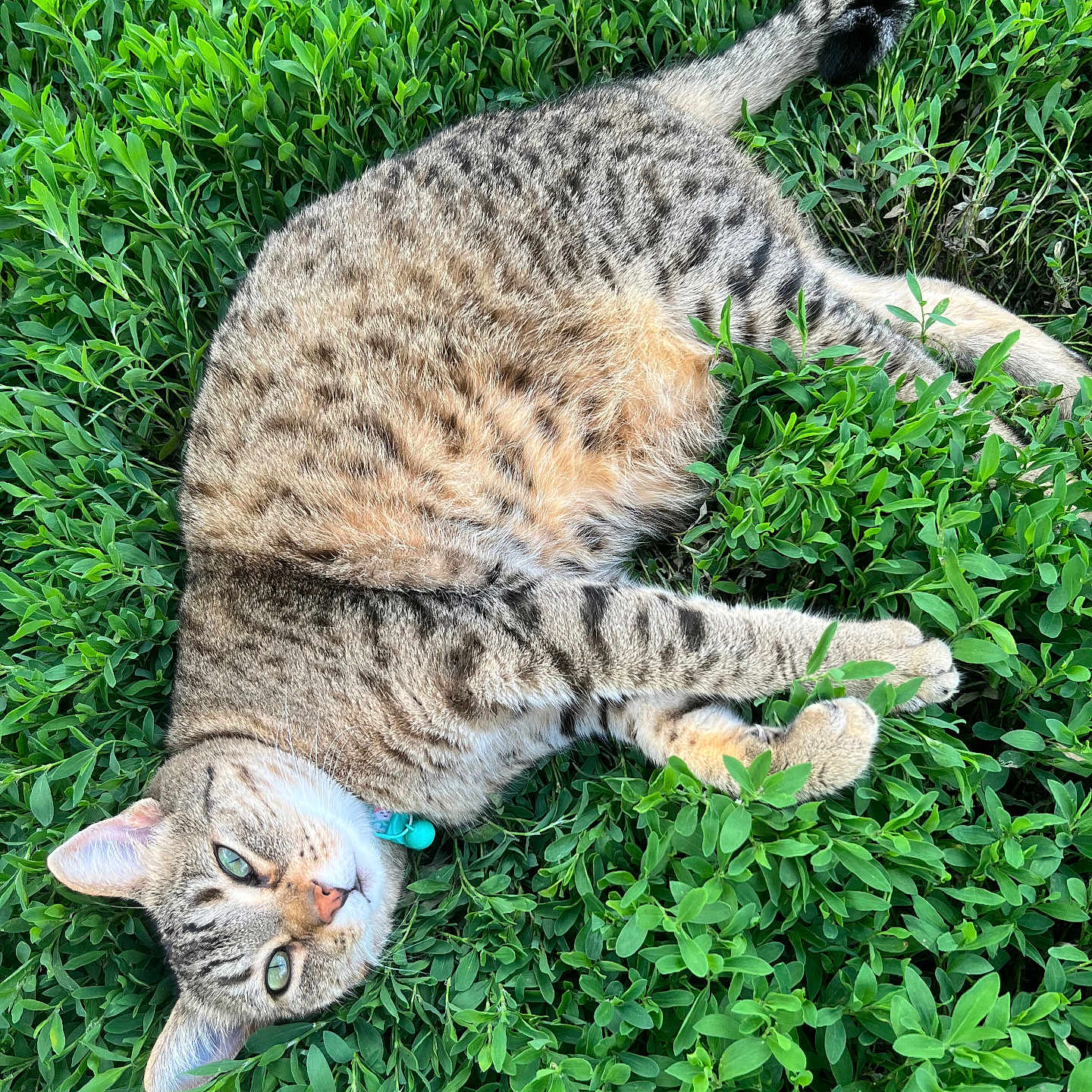 Vivian is registered to the contest to win money with this photo: cat, tabby_cat, greenery, leaves, outdoor, nature, animal, pet, fur, relaxed, lying_down, close_up, wildlife, mammal, whiskers, collar, daylight, peaceful, grass, curious