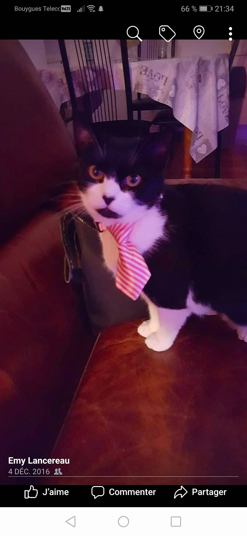 Crystal participe au concours pour gagner de l'argent avec cette photo : canidae, carnivore, cat, fawn, felidae, fur, kitten, sky, small_to_medium_sized_cats, tail, whiskers