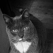 Doudou a rejoint le concours — aidez-le/la à gagner de superbes lots ! animal, black_and_white, cat, cute, domestic, eyes, feline, floor, fur, indoor, looking_up, mammal, paws, pet, portrait, shadow, sitting, whiskers, wood