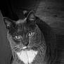 animal, black_and_white, cat, cute, domestic, eyes, feline, floor, fur, indoor, looking_up, mammal, paws, pet, portrait, shadow, sitting, whiskers, wood