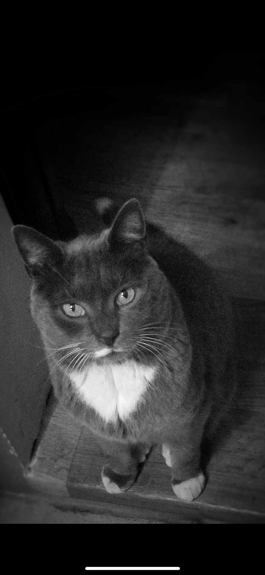 Doudou