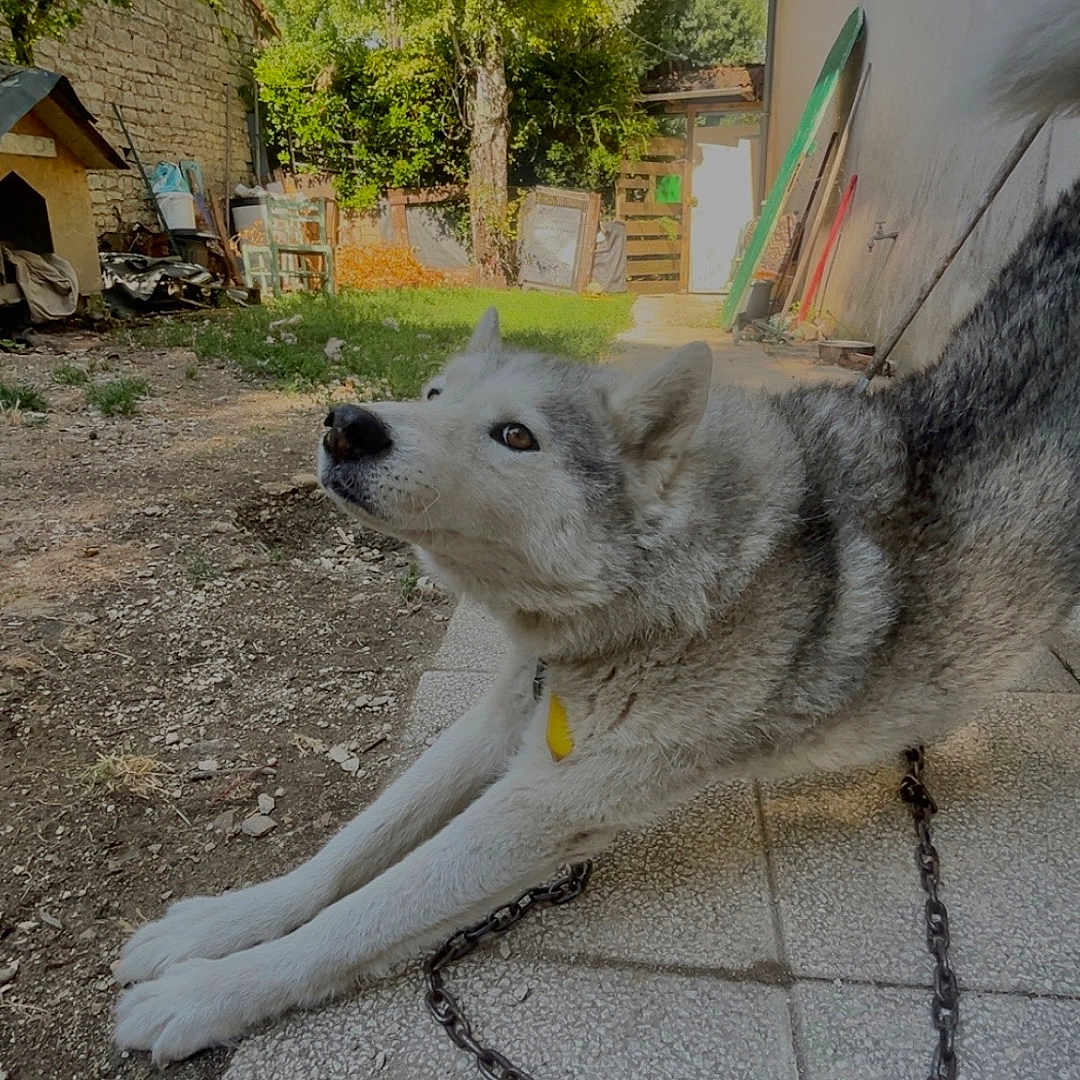 Narko a rejoint le concours — aidez-le/la à gagner de superbes lots ! animal, canine, chain, curious, daytime, dog, fence, garden, grass, house, husky, nature, outdoor, patio, pet, playful, stretching, sunlight, tree, yard