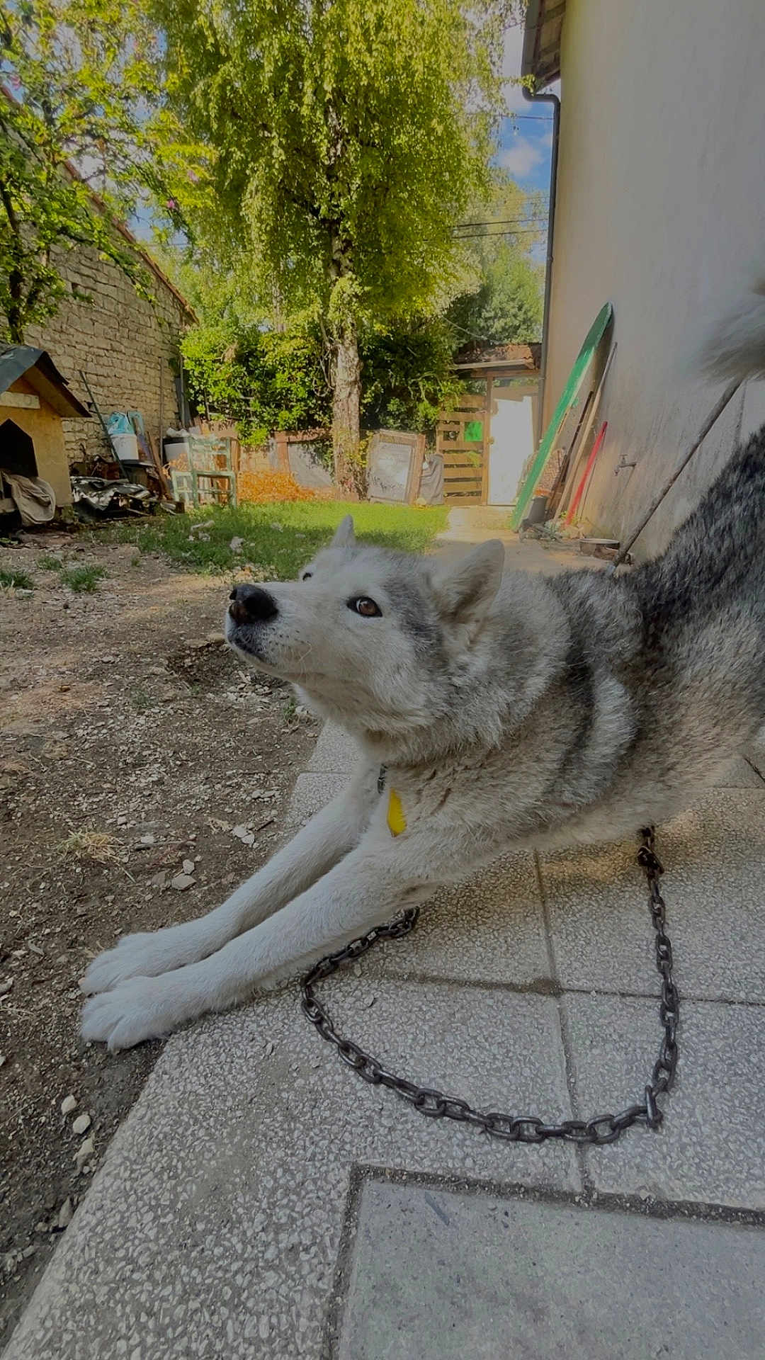 Narko a rejoint le concours — aidez-le/la à gagner de superbes lots ! dog, husky, pet, outdoor, garden, chain, stretching, sunlight, tree, grass, patio, fence, house, daytime, animal, canine, nature, yard, playful, curious