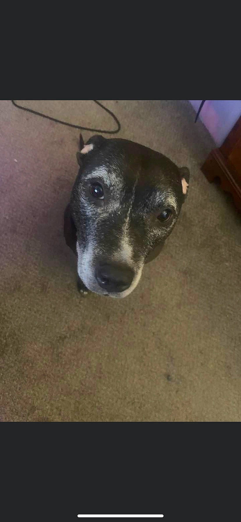 Ava joined the competition — help win amazing prizes! australian_cattle_dog, canidae, carnivore, collar, companion_dog, dog, dog_breed, fur, non_sporting_group, paw, pet_supply, sporting_group, street_dog, terrestrial_animal, whiskers, working_animal